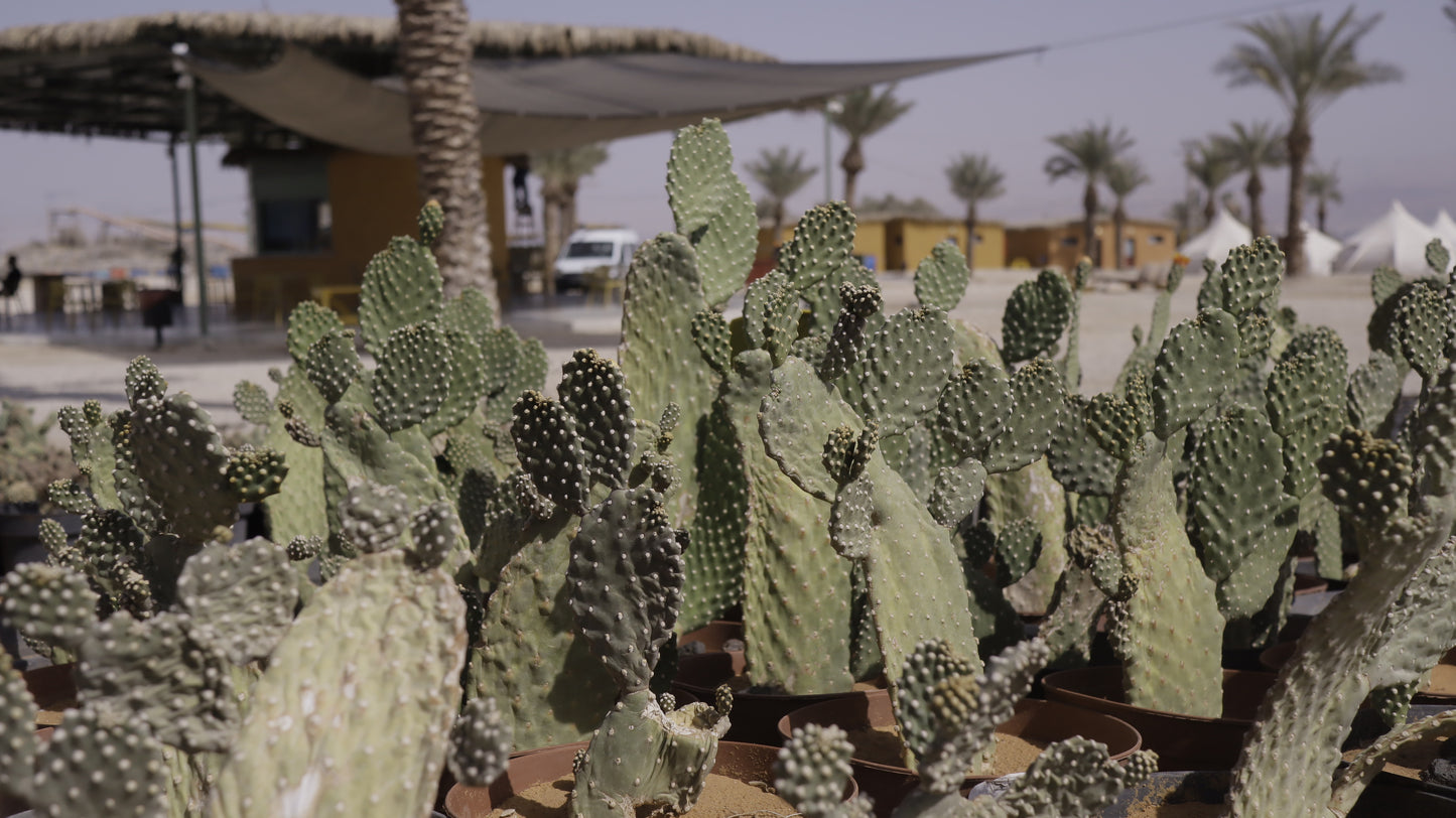 Opuntia rubescens