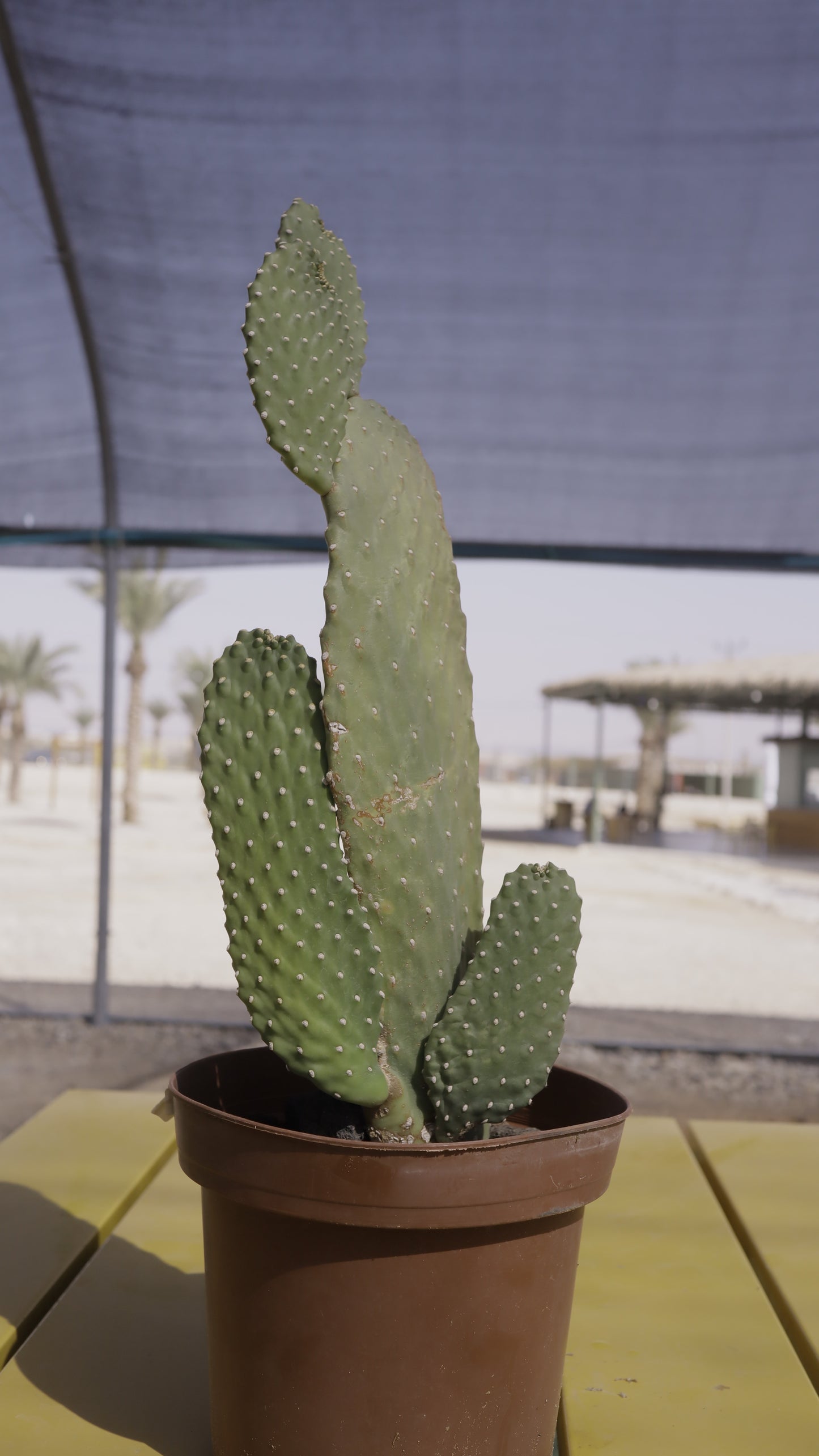 Opuntia rubescens
