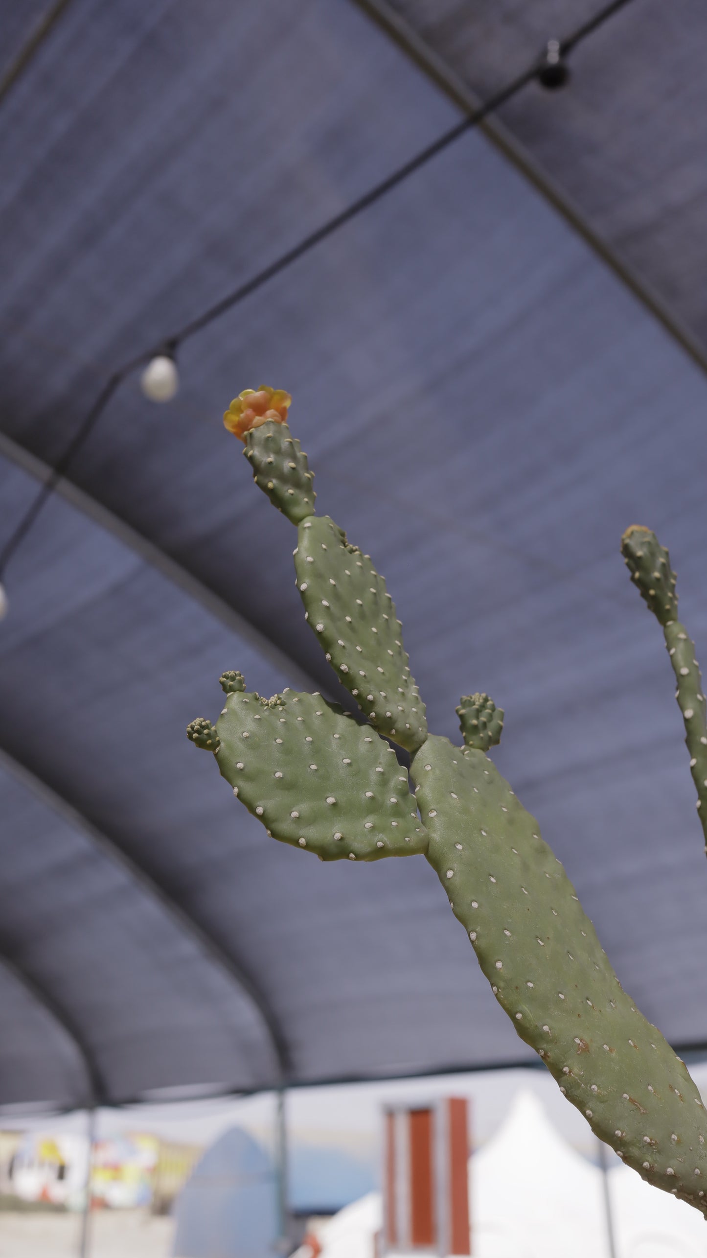 Opuntia rubescens