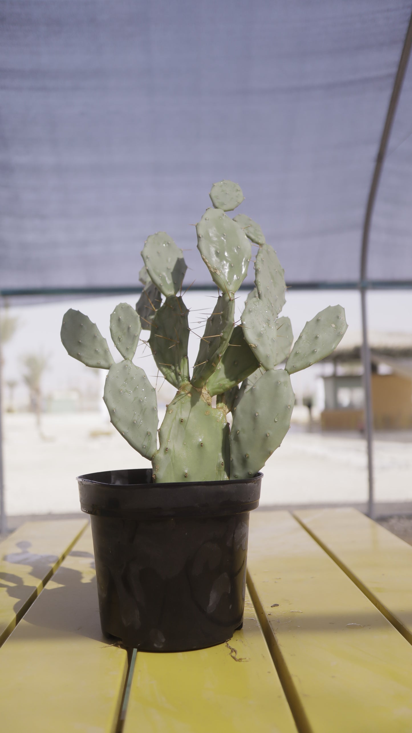 Opuntia elata elongata