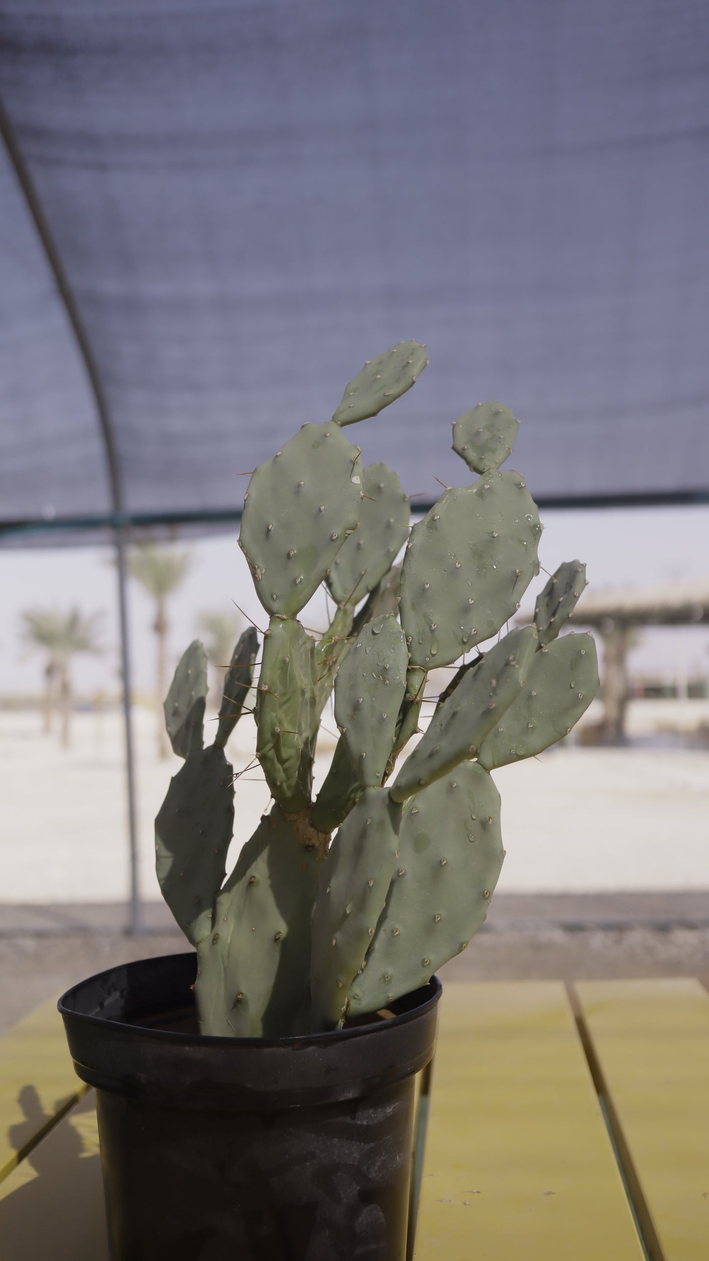 Opuntia elata elongata