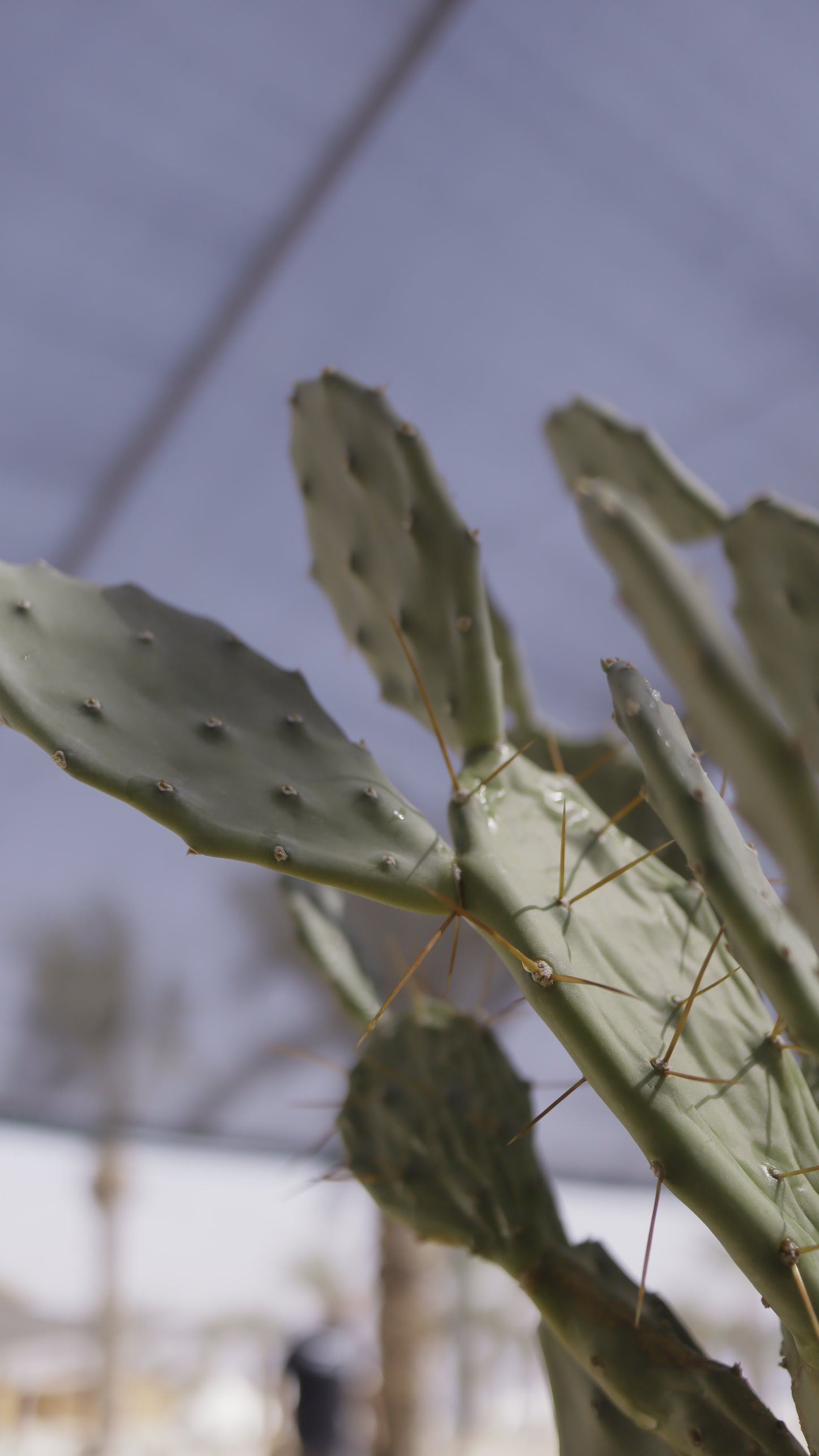 Opuntia elata elongata