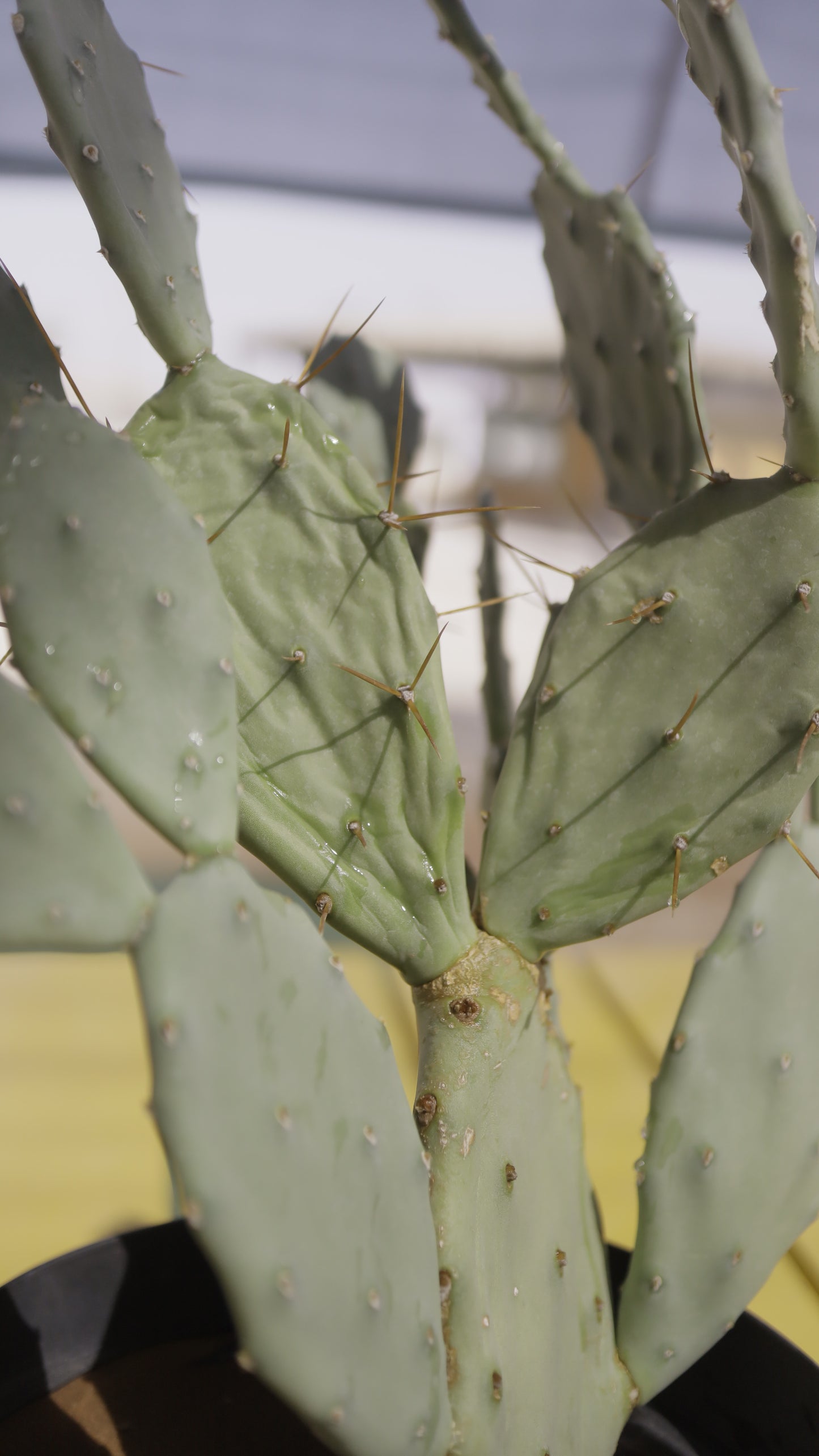 Opuntia elata elongata
