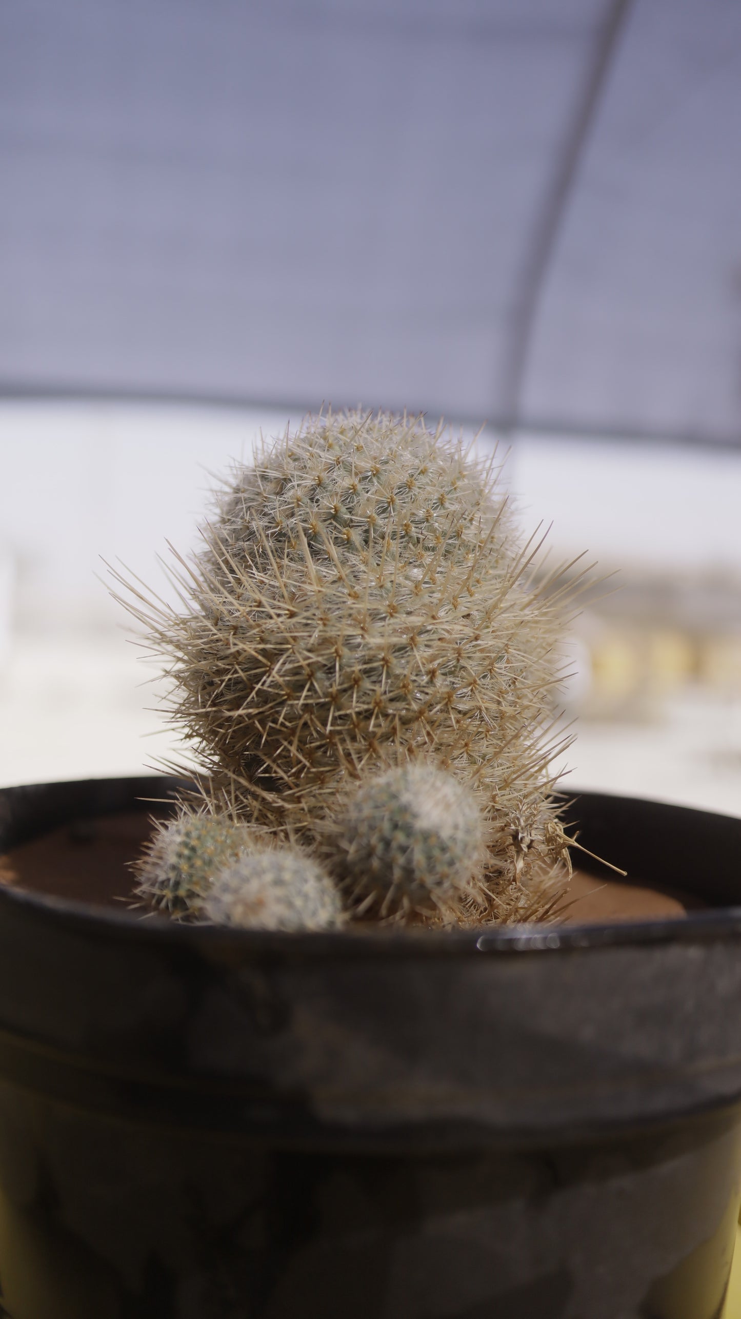 Mammillaria supertexta