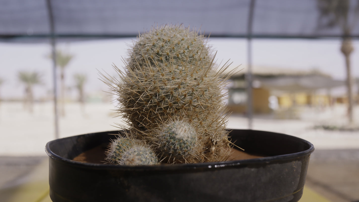 Mammillaria supertexta