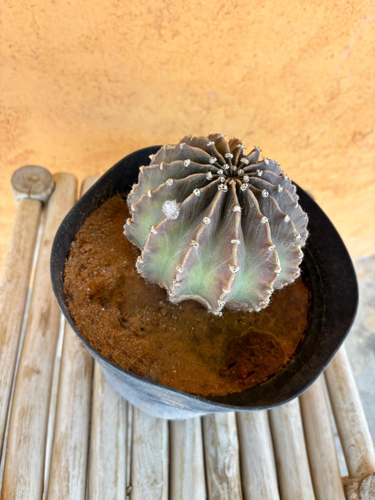 Echinopsis eyriesii