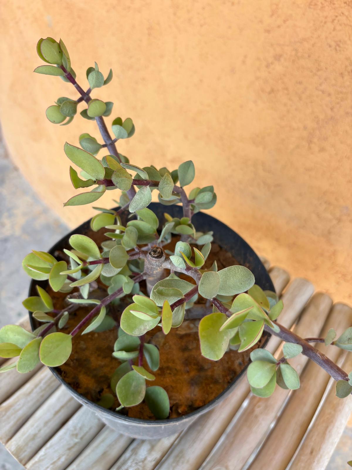 Portulacaria