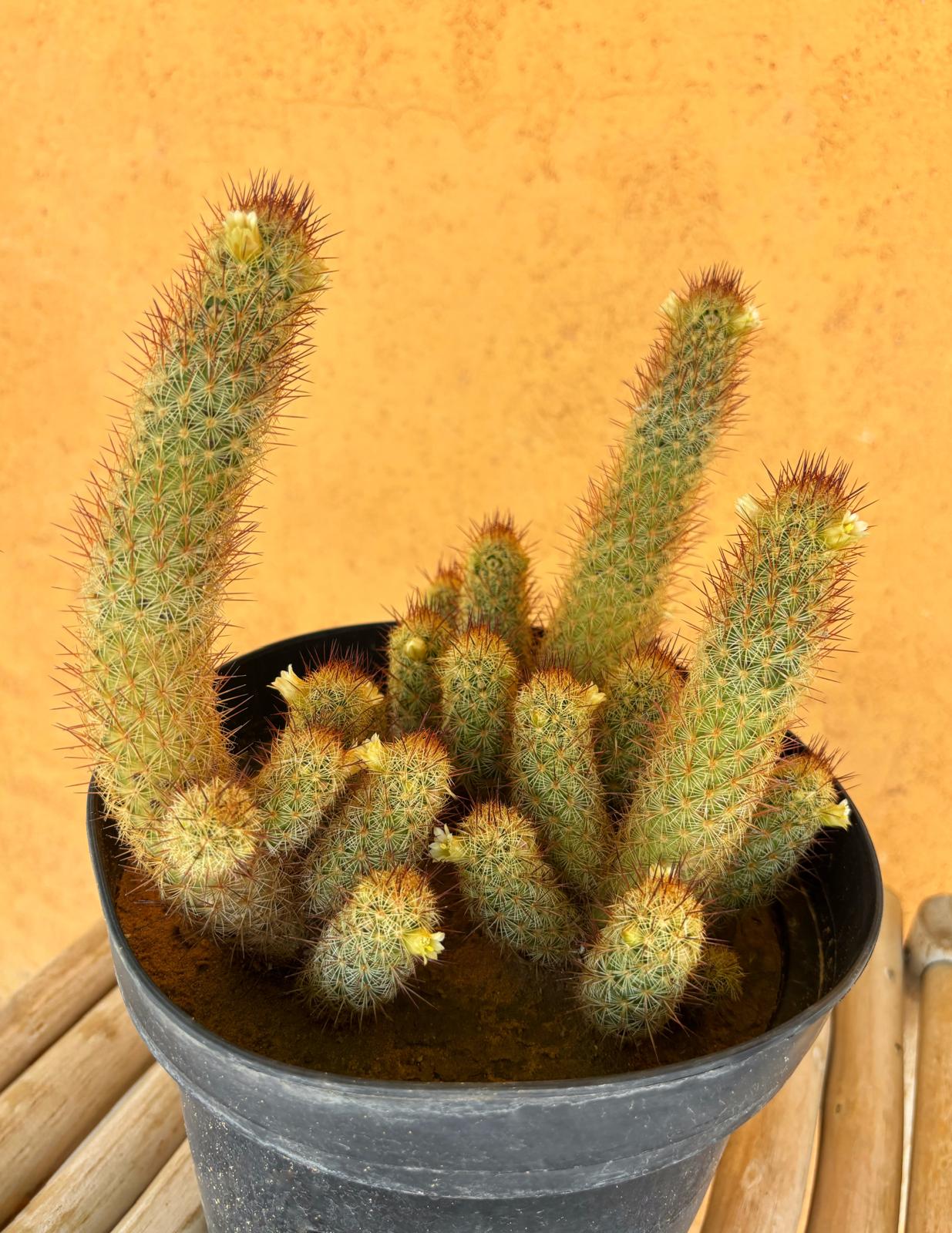 Mammillaria elongata