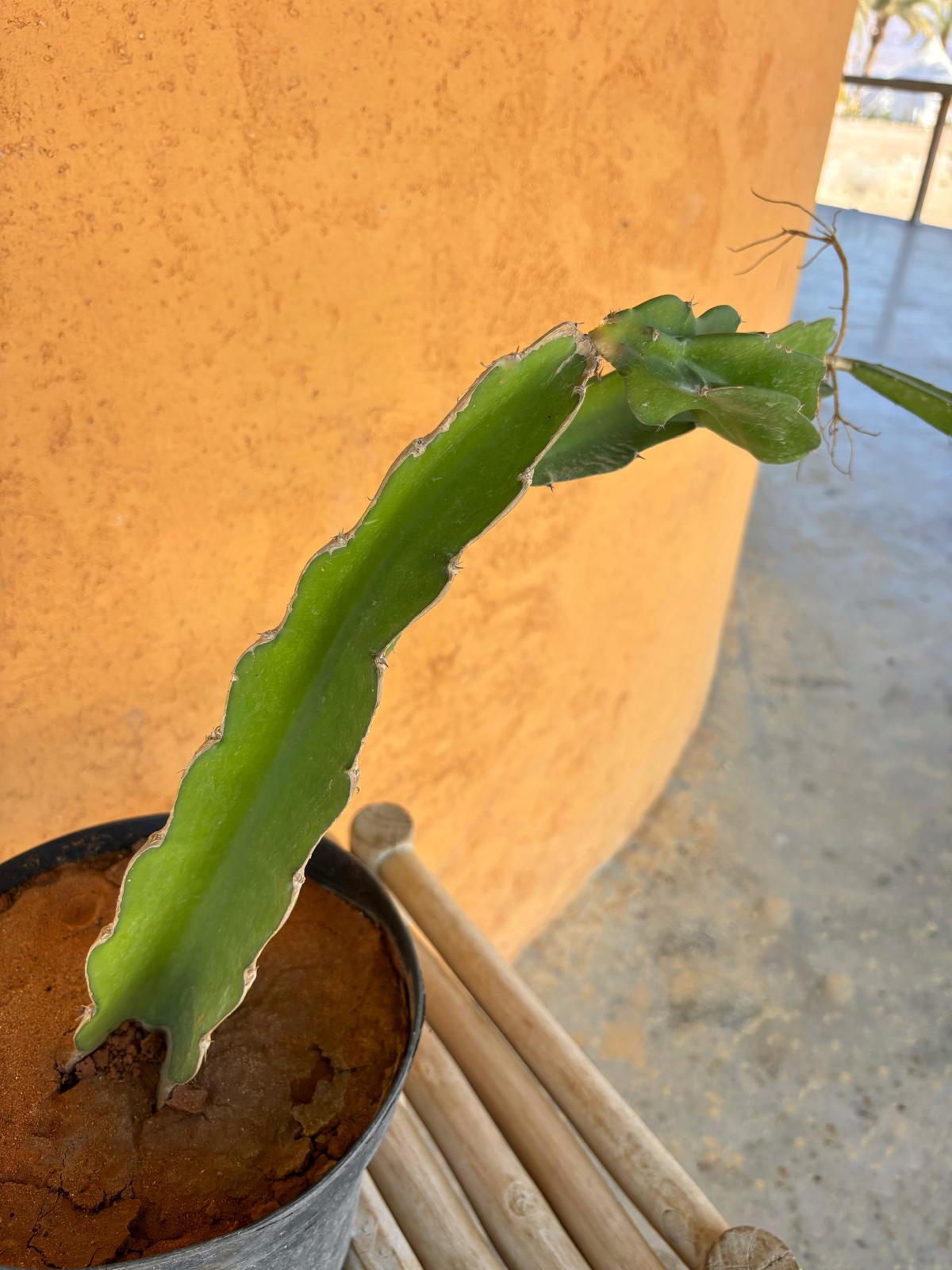 Hylocereus unclotus - מלכת הלילה