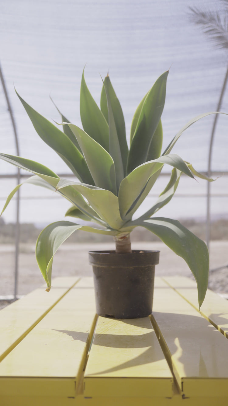 עציצים גדולים- מיכלי 4/10 ליטר