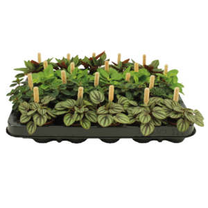 פפרומיה מיקס - Peperomia mix