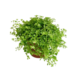 פילאה דפרסה - Pilea Depressa