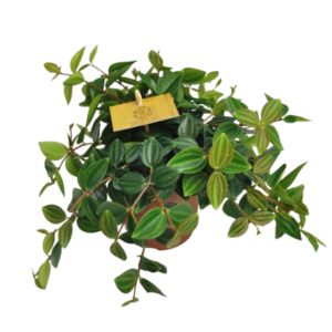 פפרומיה אנגולטה - Peperomia Angulata
