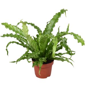 קן ציפור אוסקה - Asplenium Osaka
