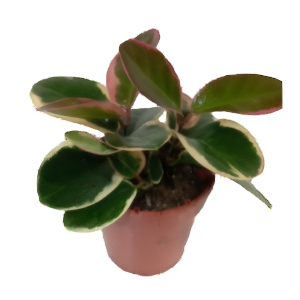 בת שבע אוסטרליס בלונדי - Hoya australis Blondie
