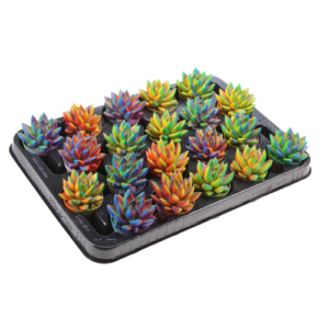כפנית קשת צבעים - Echeveria Rainbow Mix