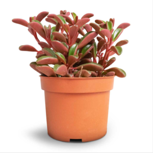 פפרומיה גרוואולנס - Peperomia Graveolens