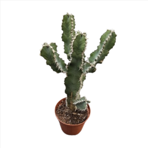 חלבלוב פוליאקנתה - Euphorbia Polyacantha