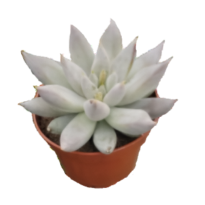כפנית טולימאננסיס לבן - Echeveria Tolimanensis white
