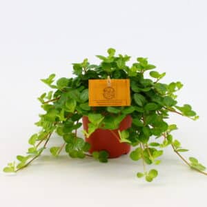 פפרומיה רוטונדיפוליה - Peperomia Rotundifolia