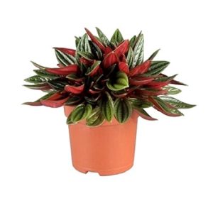 פפרומיה רוסו - Peperomia Rosso
