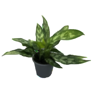 אגלאונמה מריה - Aglaonema Maria