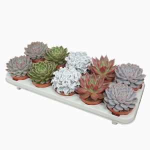 כפנית דלוקס מיקס - Echeveria de luxe mix