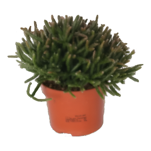 ריפסליס בורצ’לי - Rhipsalis Burchelli