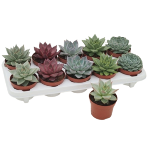 כפנית מיקס - Echeveria Mix