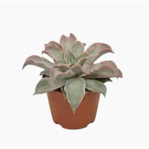 כפנית מרדיבה - Echeveria Maradiba