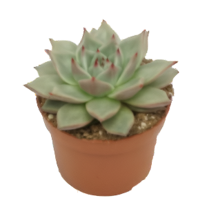 כפנית סיריוס - echeveria sirius