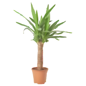 יוקה על גזע - Yucca