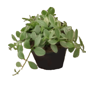 דישידיה אוינתה וורייגטה - Dischidia Oianatha Variegata