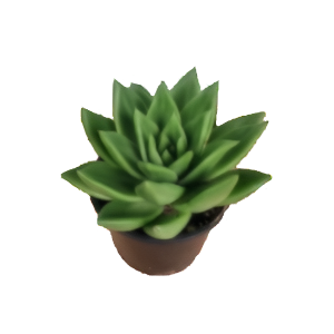 כפנית קונטאפק - echeveria contapec
