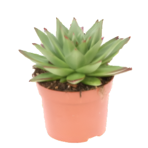 כפנית אבוני - Echeveria Ebony