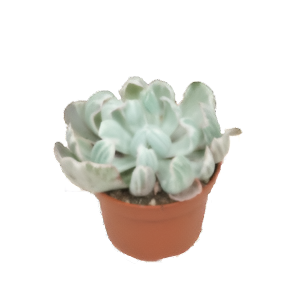 כפנית גרין אמרלד וורייגאטה - Echeveria green emerald variegata