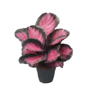 קלתיאה קרימסון - Calathea Crimson