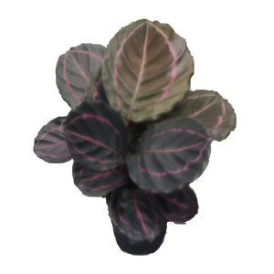 קלתיאה דוטי - Calathea Dottie