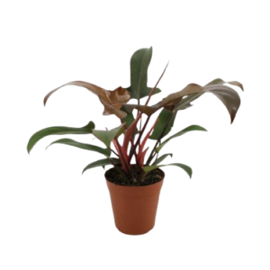 פילודנדרון פלורידה ברונז - Philodendron Florida Bronze