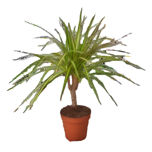 דרצנה סאנריי - Dracaena Sunray