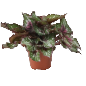 בגוניה אלסקה קריק - Begonia Beleaf Alaska Creek