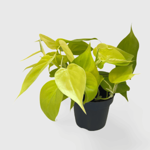 פילדנדרון ליים - Philodendron Lime