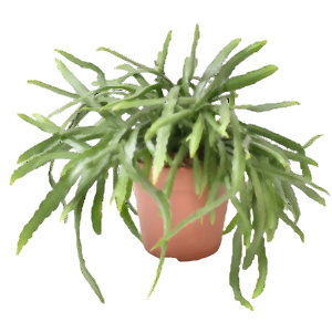 לפיסמיום בוליביאני - Lepismium Bolivianum