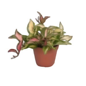 בת שבע טריקולור - Hoya Tricolor
