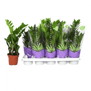 זמיוקולקאס זמיפוליה - Zamioculcas Zamiifolia