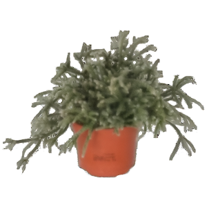 ריפסליס פילוקרפה - Rhipsalis pilocarpa
