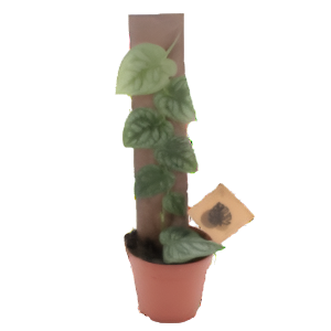 מונסטרה דוביה - Monstera Dubia