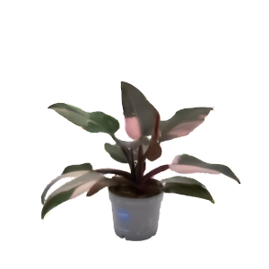 פילודנדרון פינק פרינסס - Philodendron Pink Princess