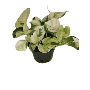פותוס עלים שמחים - Epipremnum Pinnatum Happy Leaf