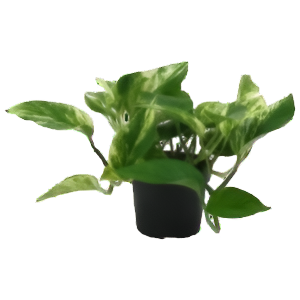 אפיפרמנום מרבל קווין - Epipremnum Pinnatum Marble Queen